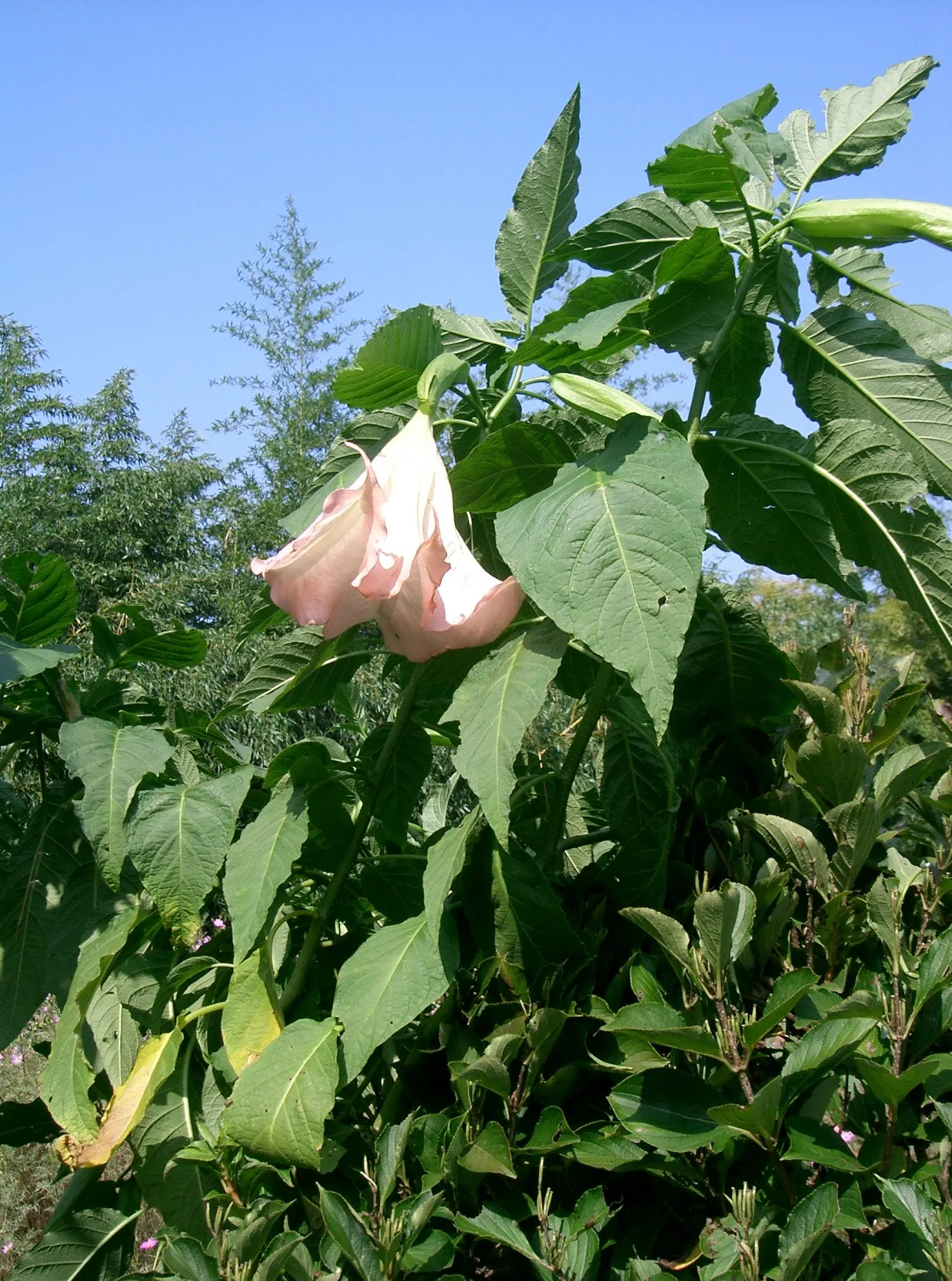 Brugmansia suaveolens Pink