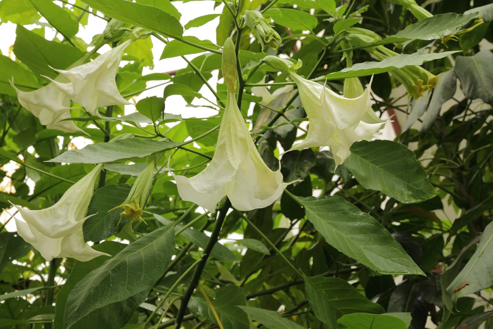 Brugmansia arborea