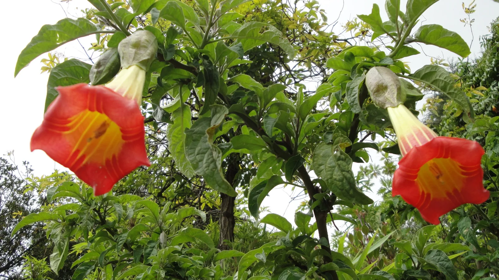 Brugmansia sanguinea