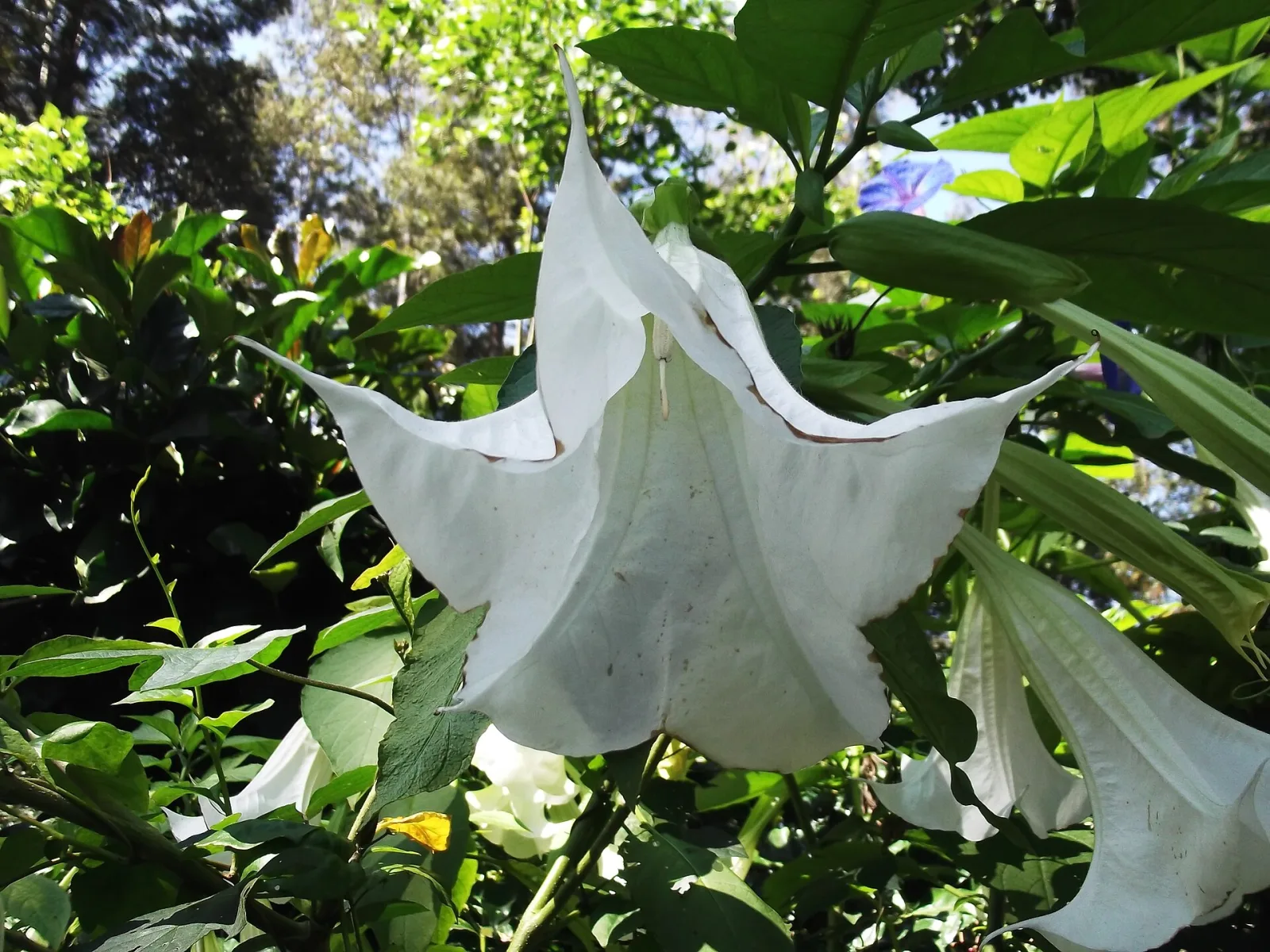 Brugmansia suaveolens White