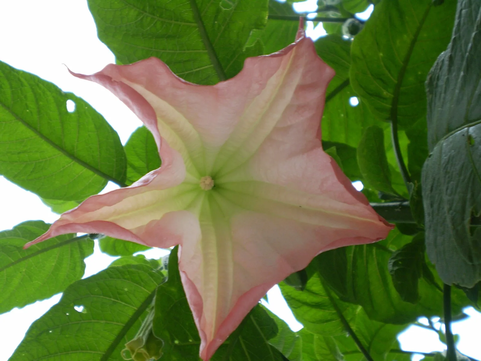Brugmansia suaveolens Pink