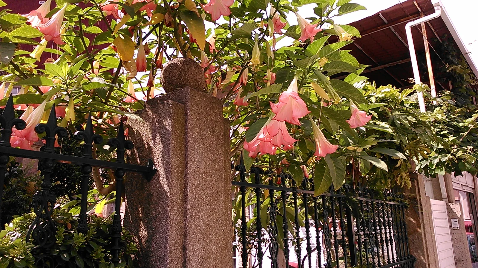 Brugmansia suaveolens