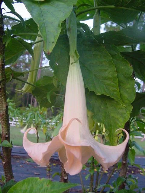 Brugmansia versicolor Samen