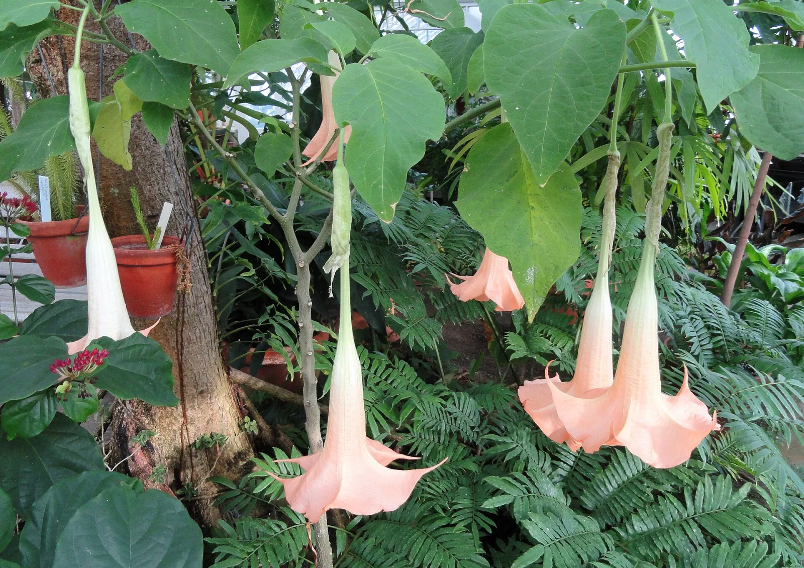 Brugmansia versicolor