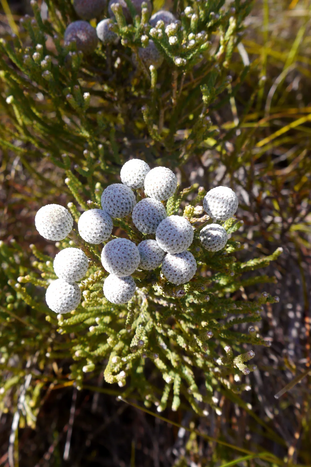 Brunia nodiflora