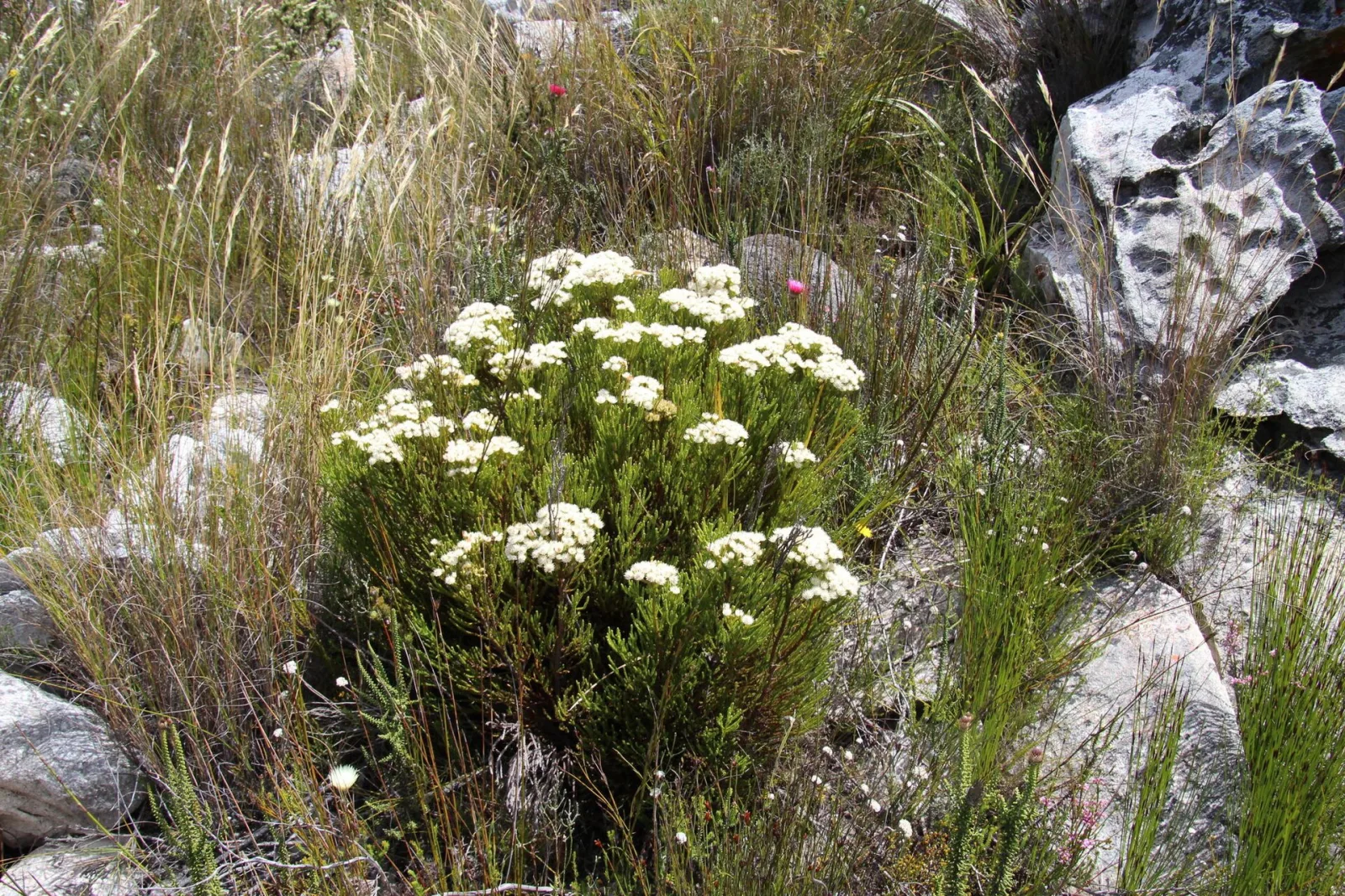 Brunia paleacea