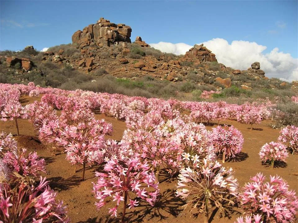Brunsvigia bosmaniae