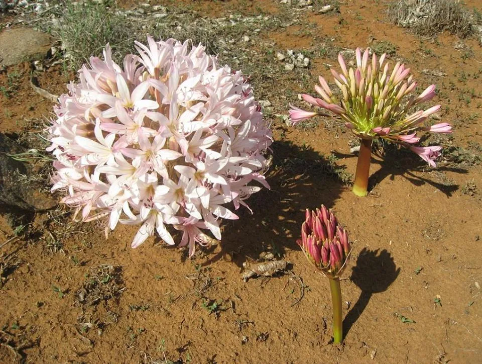 Brunsvigia bosmaniae