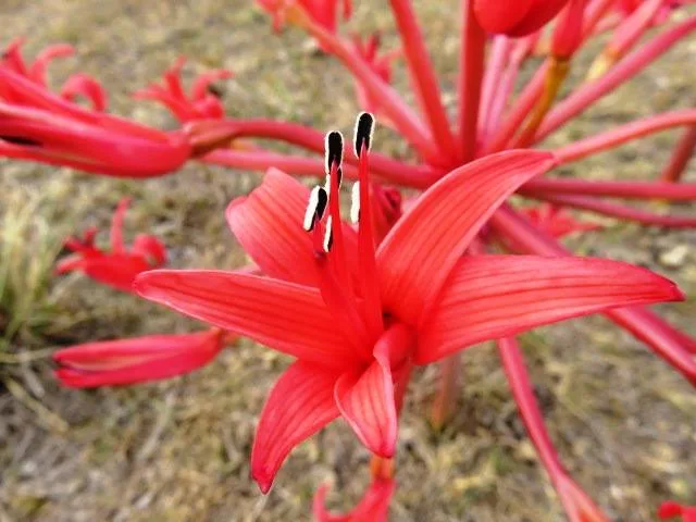 Brunsvigia orientalis