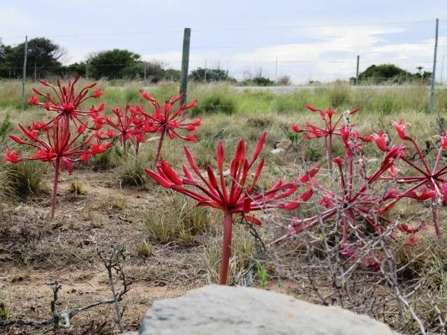 Brunsvigia orientalis