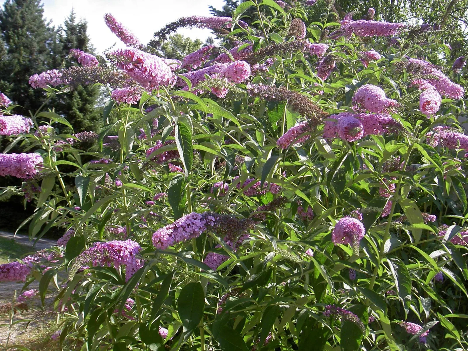 Buddleja davidii