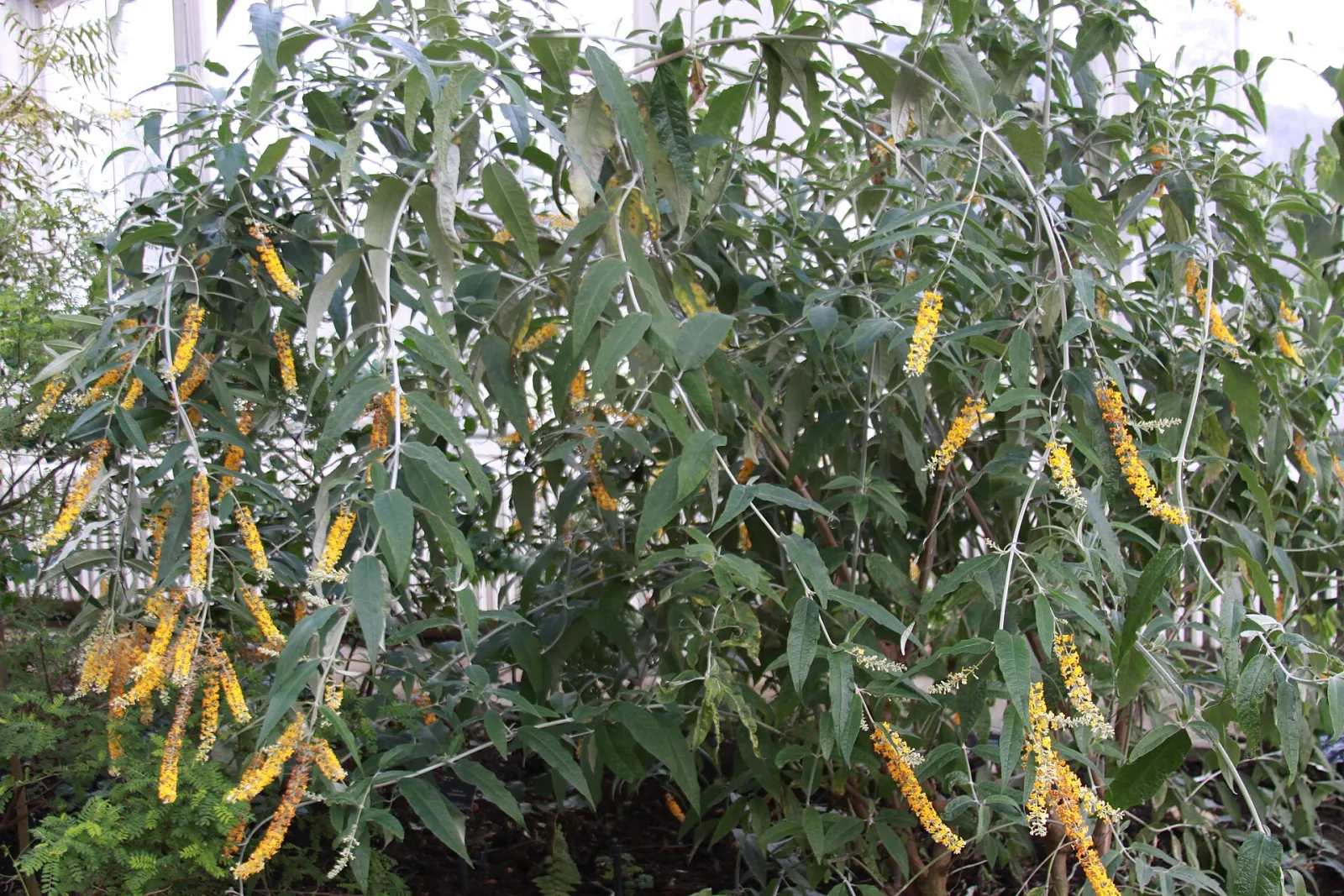 Buddleja asiatica