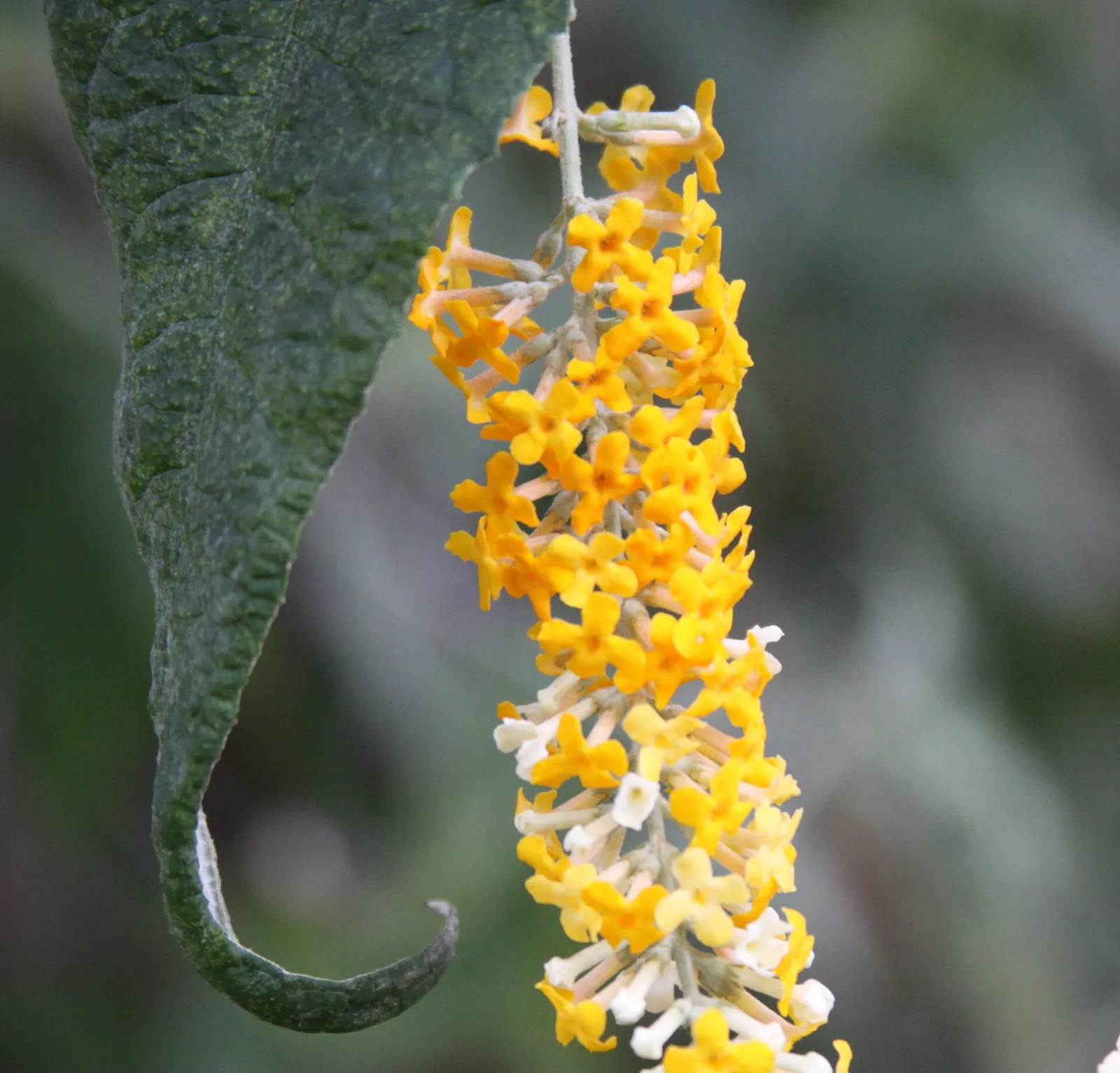 Buddleja asiatica