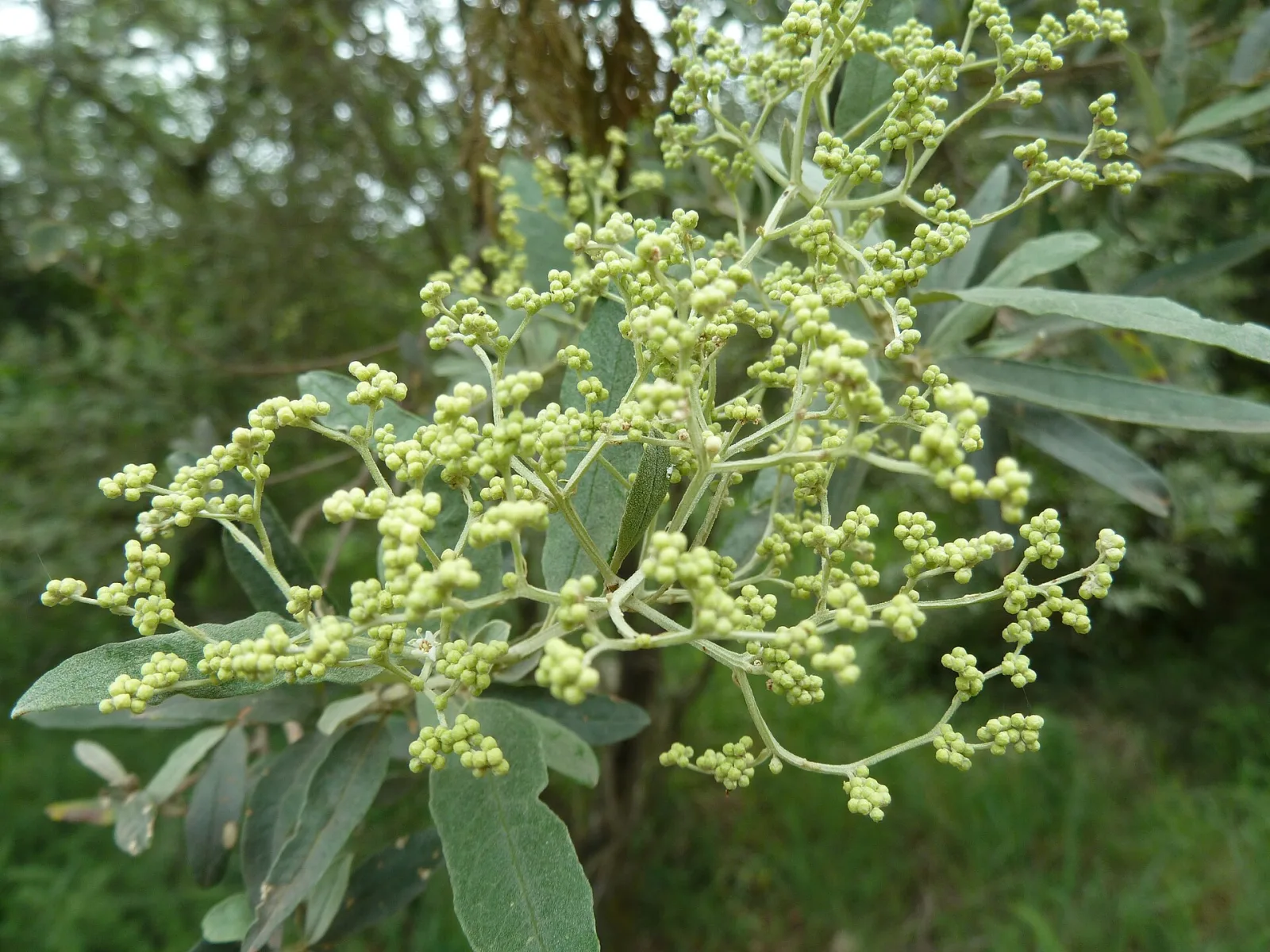 Buddleja saligna