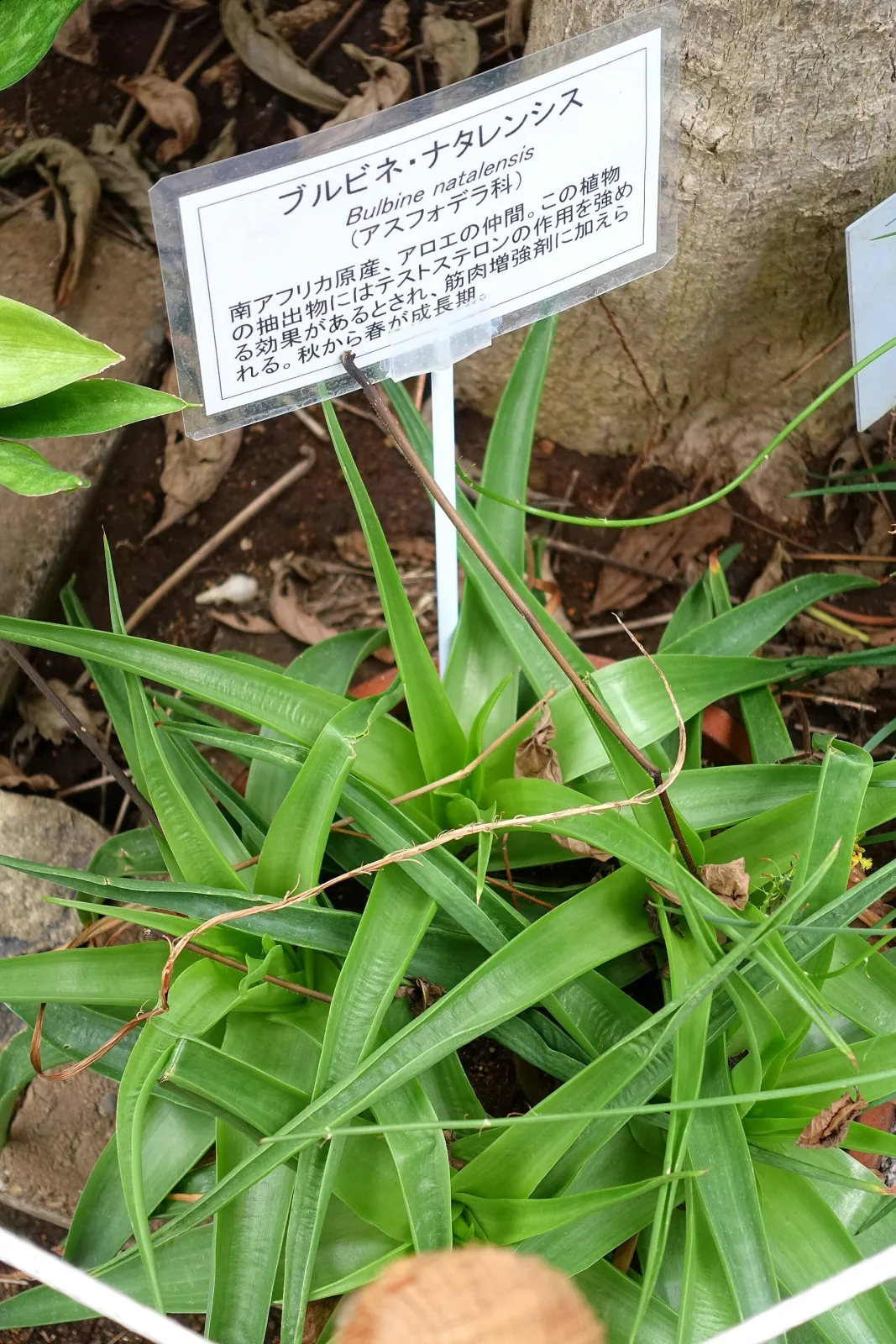 Bulbine latifolia
