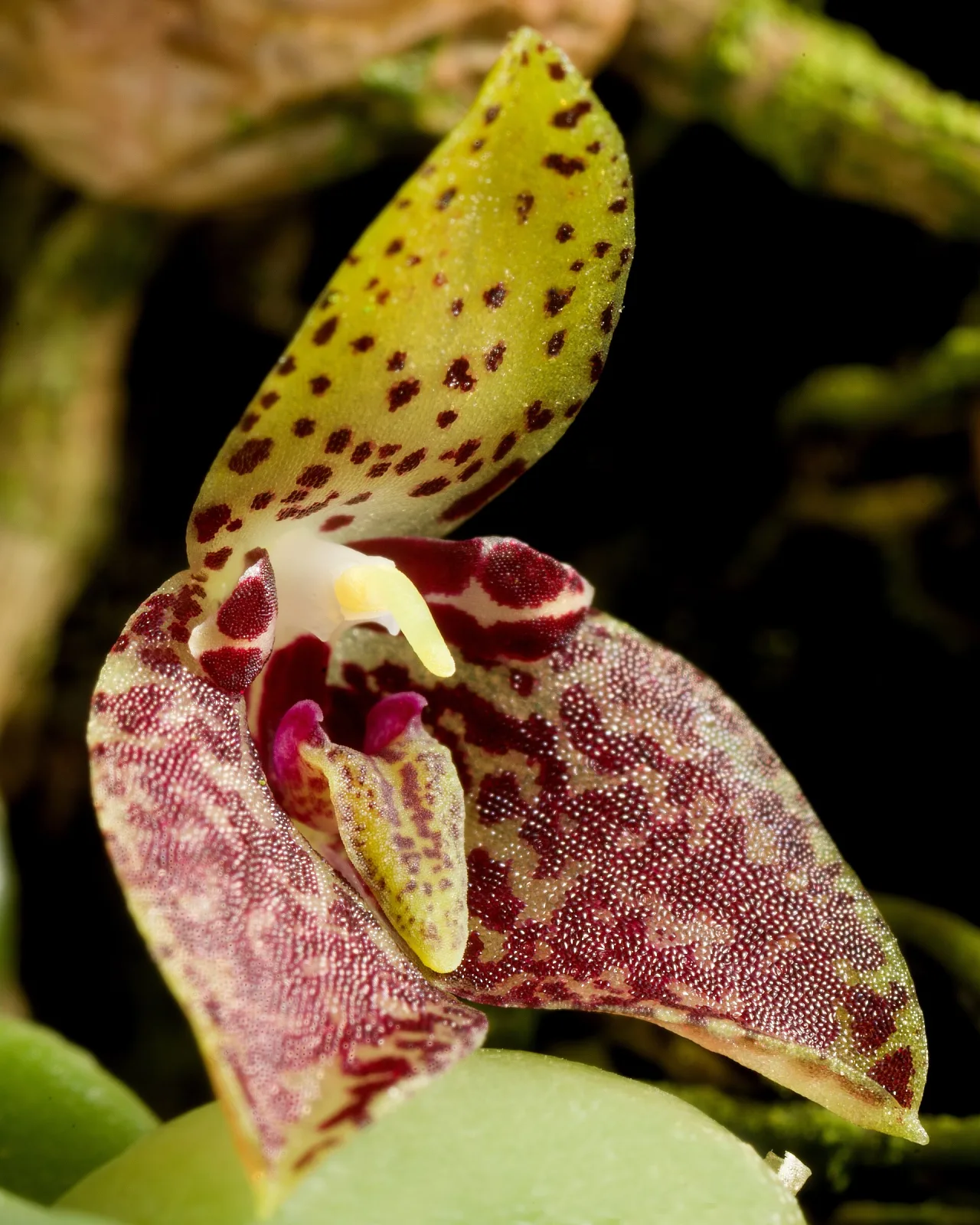 Trias cambodiana