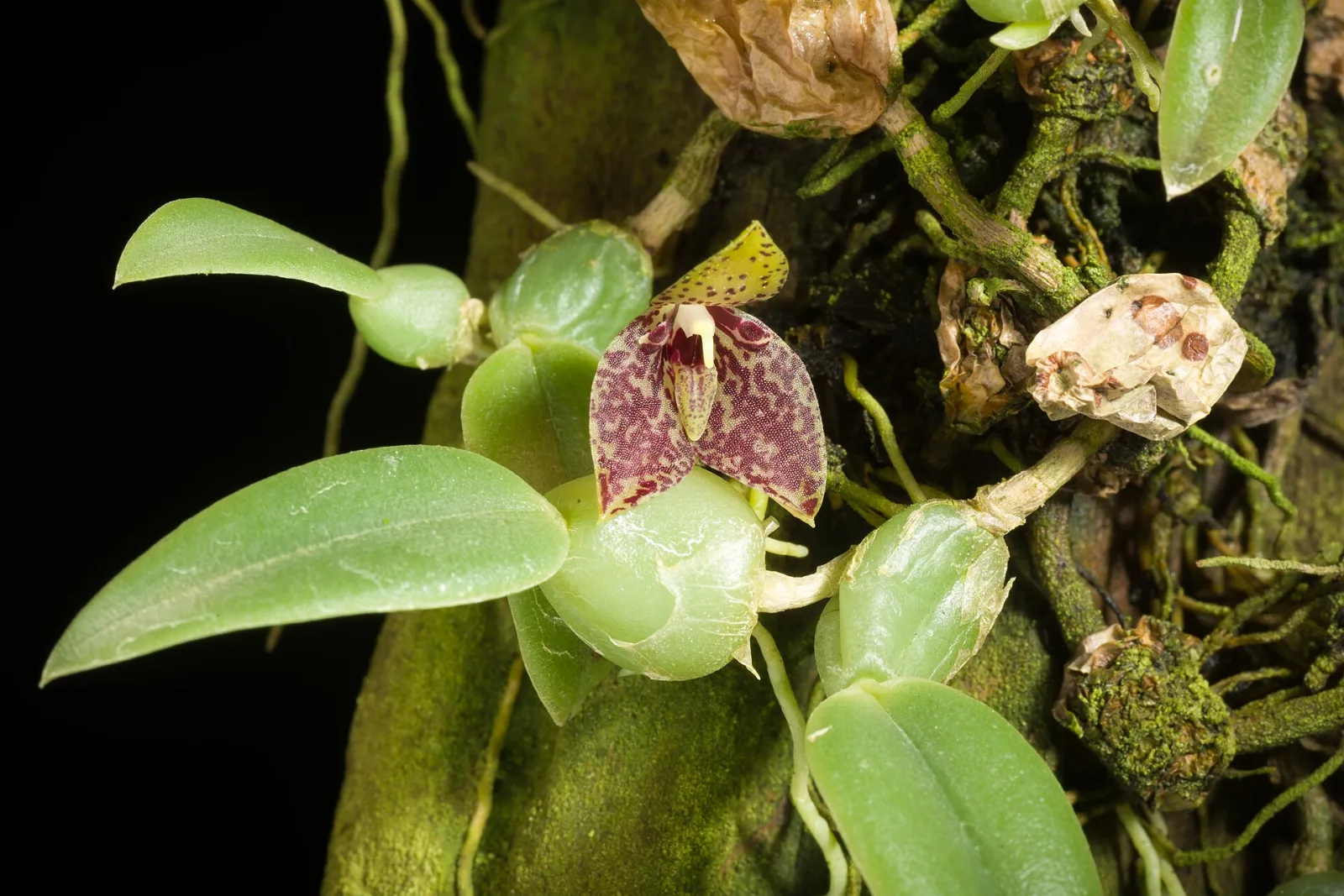Trias cambodiana