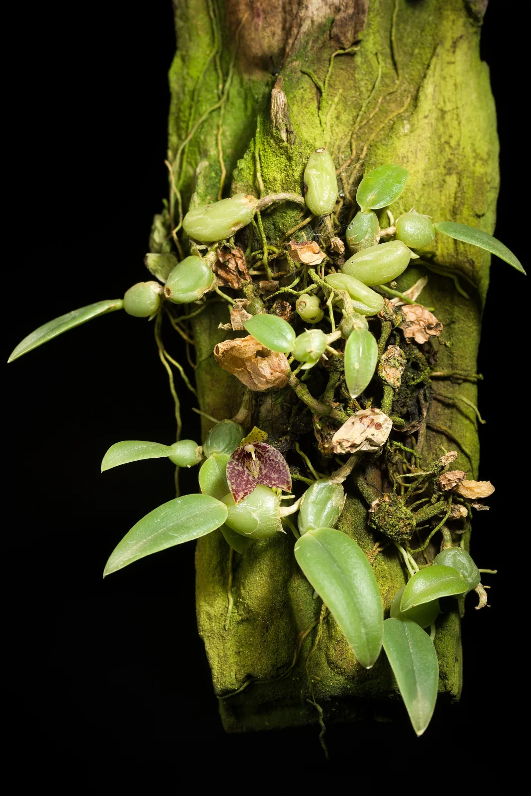 Trias cambodiana