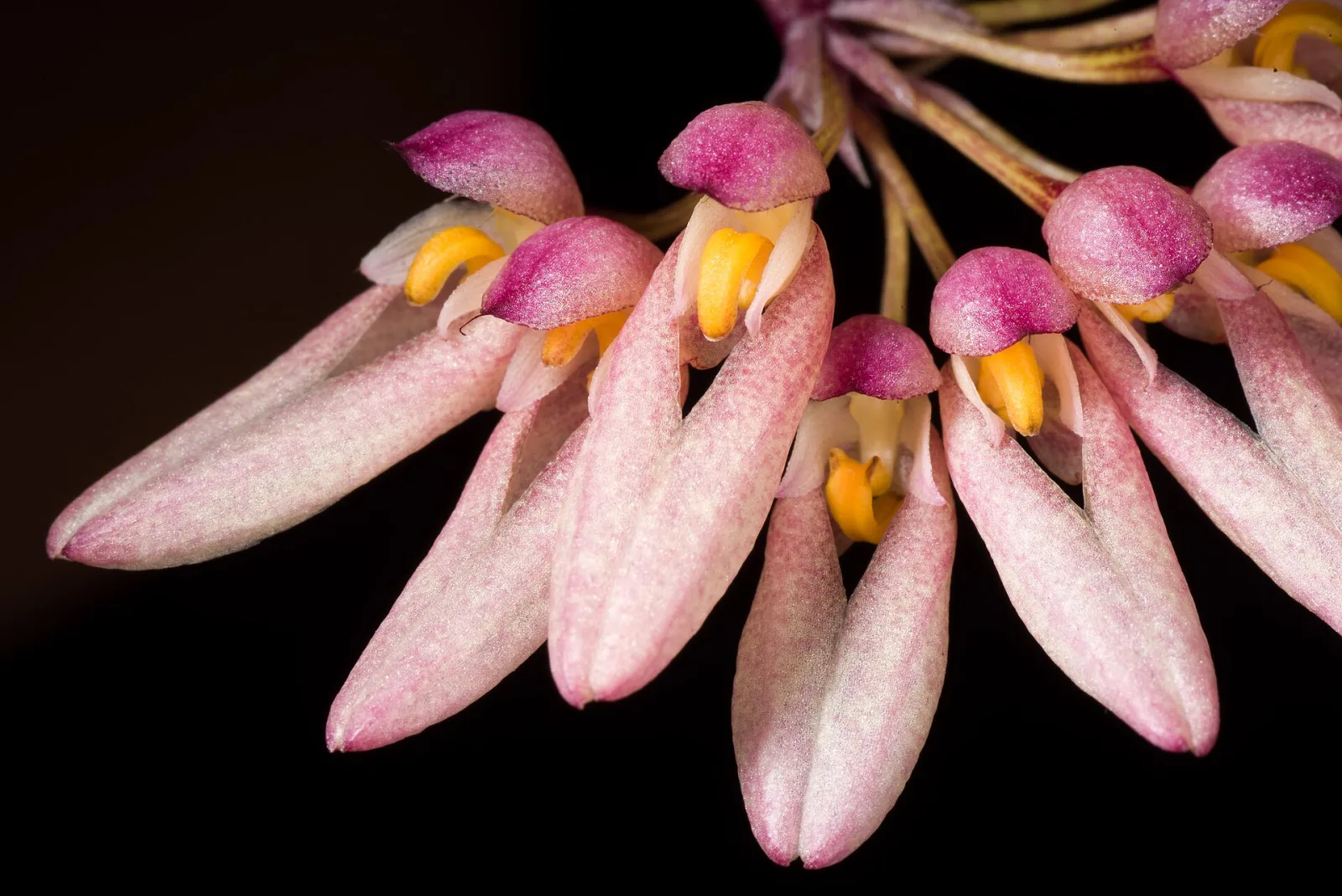 Bulbophyllum dentiferum