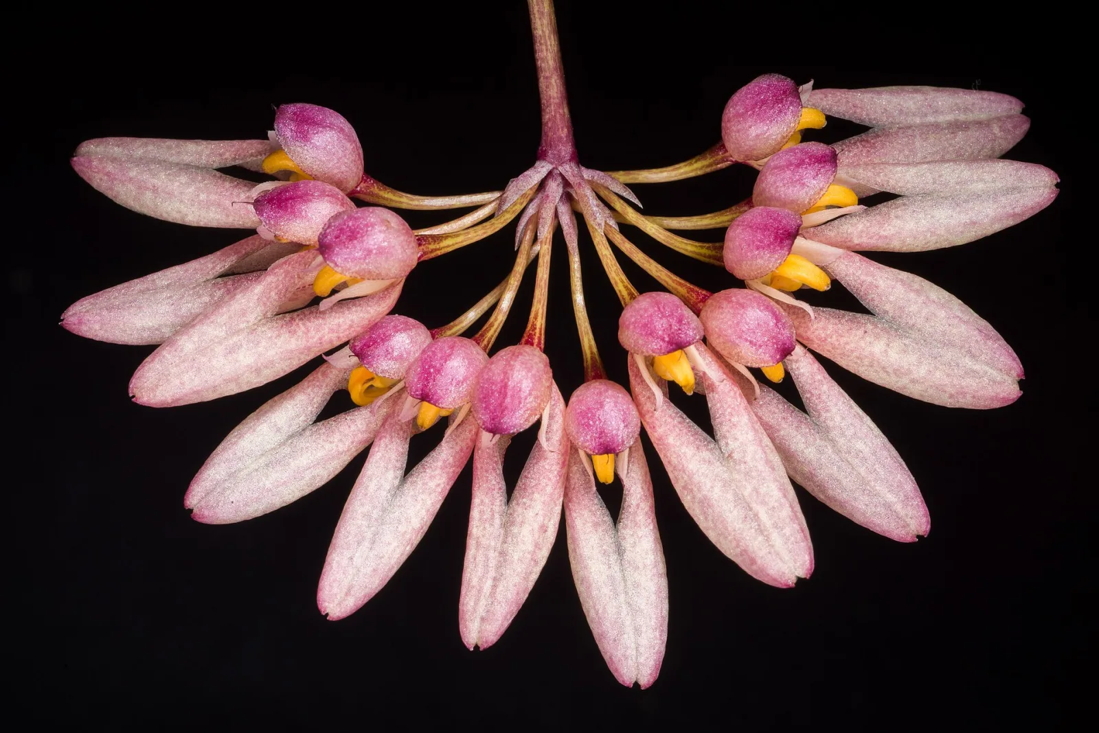 Bulbophyllum dentiferum