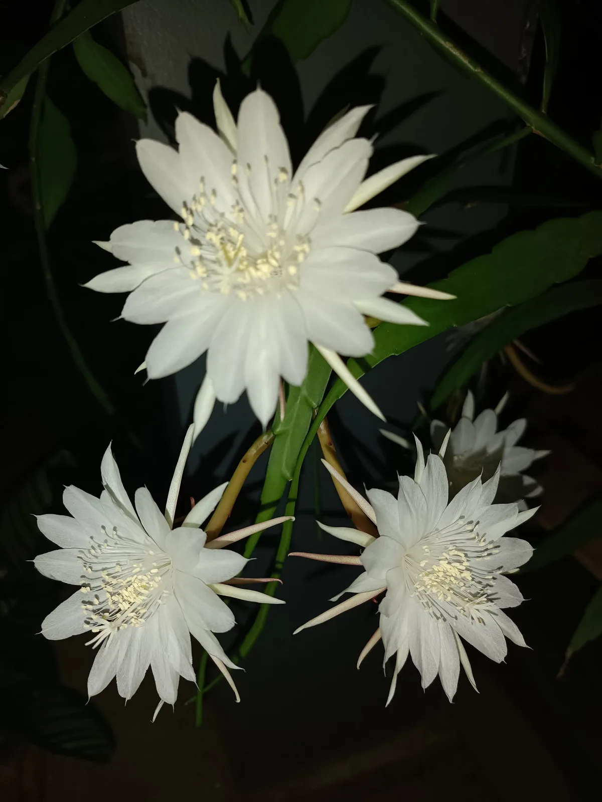 Epiphyllum anguliger