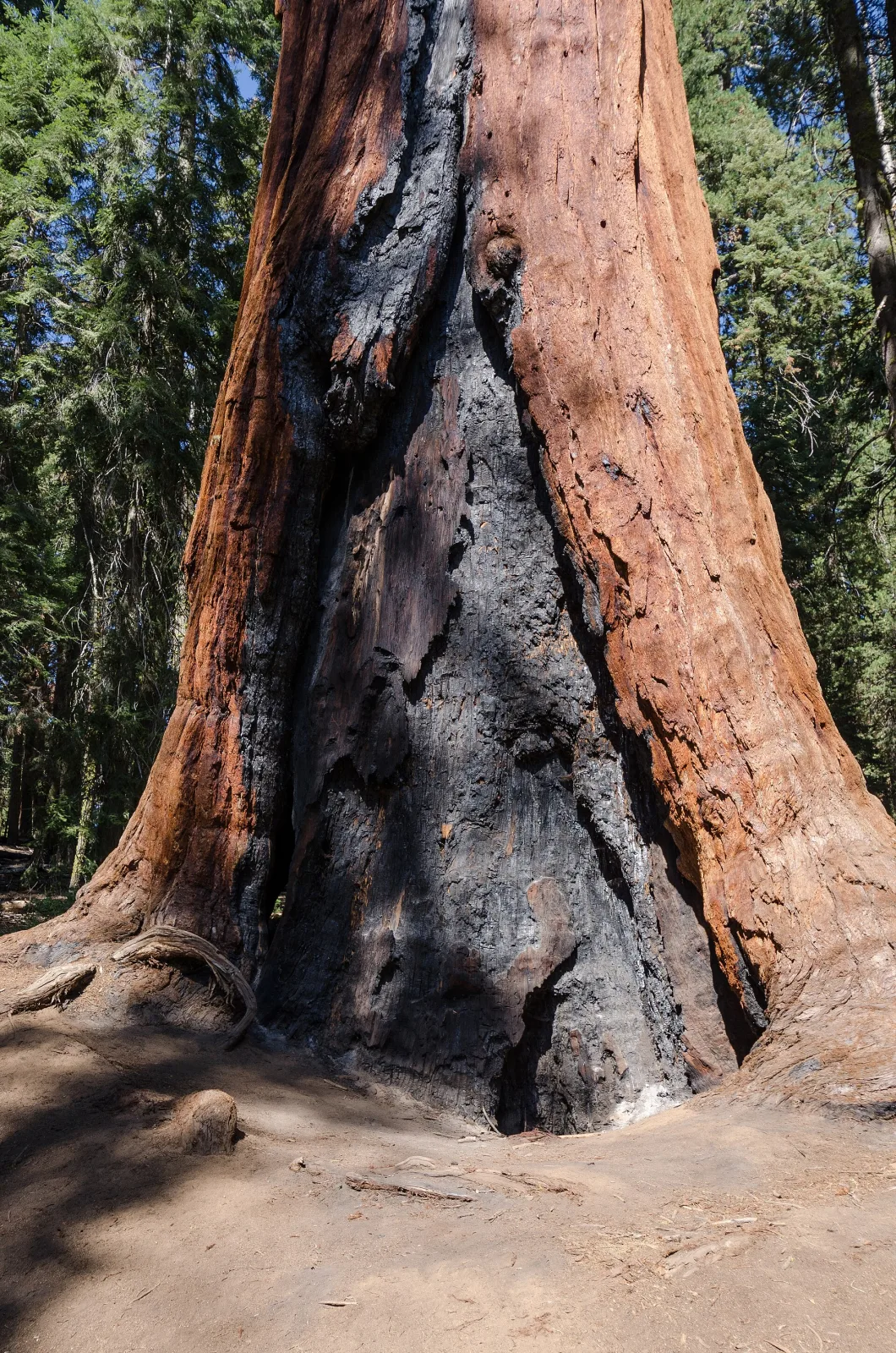 Sequoiadendron giganteum