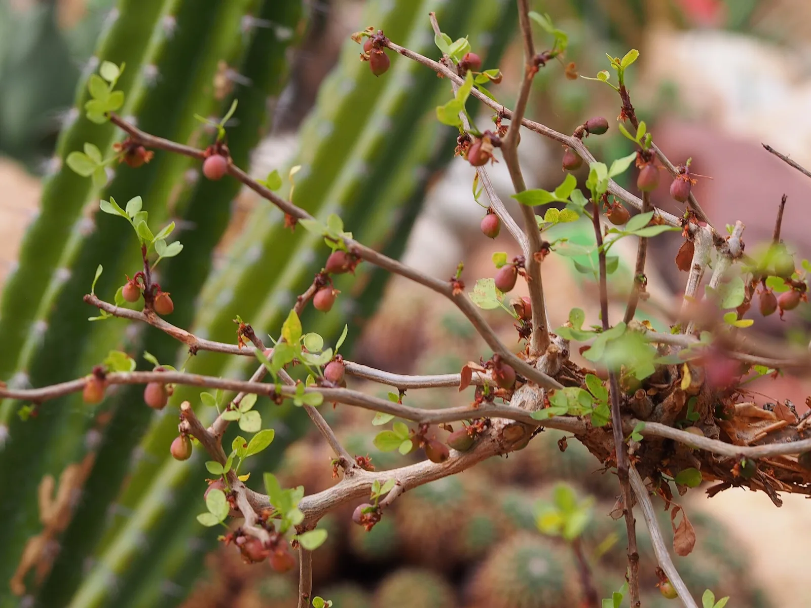 Bursera fagaroides