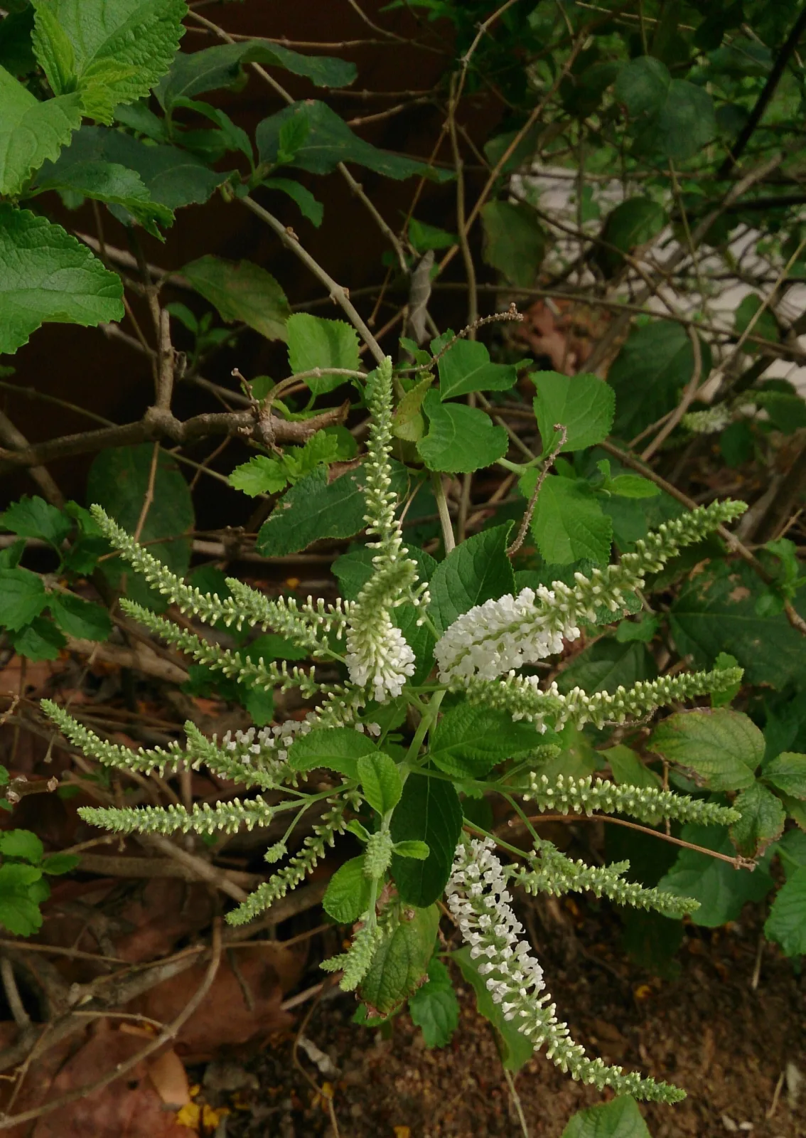 Buddleja asiatica