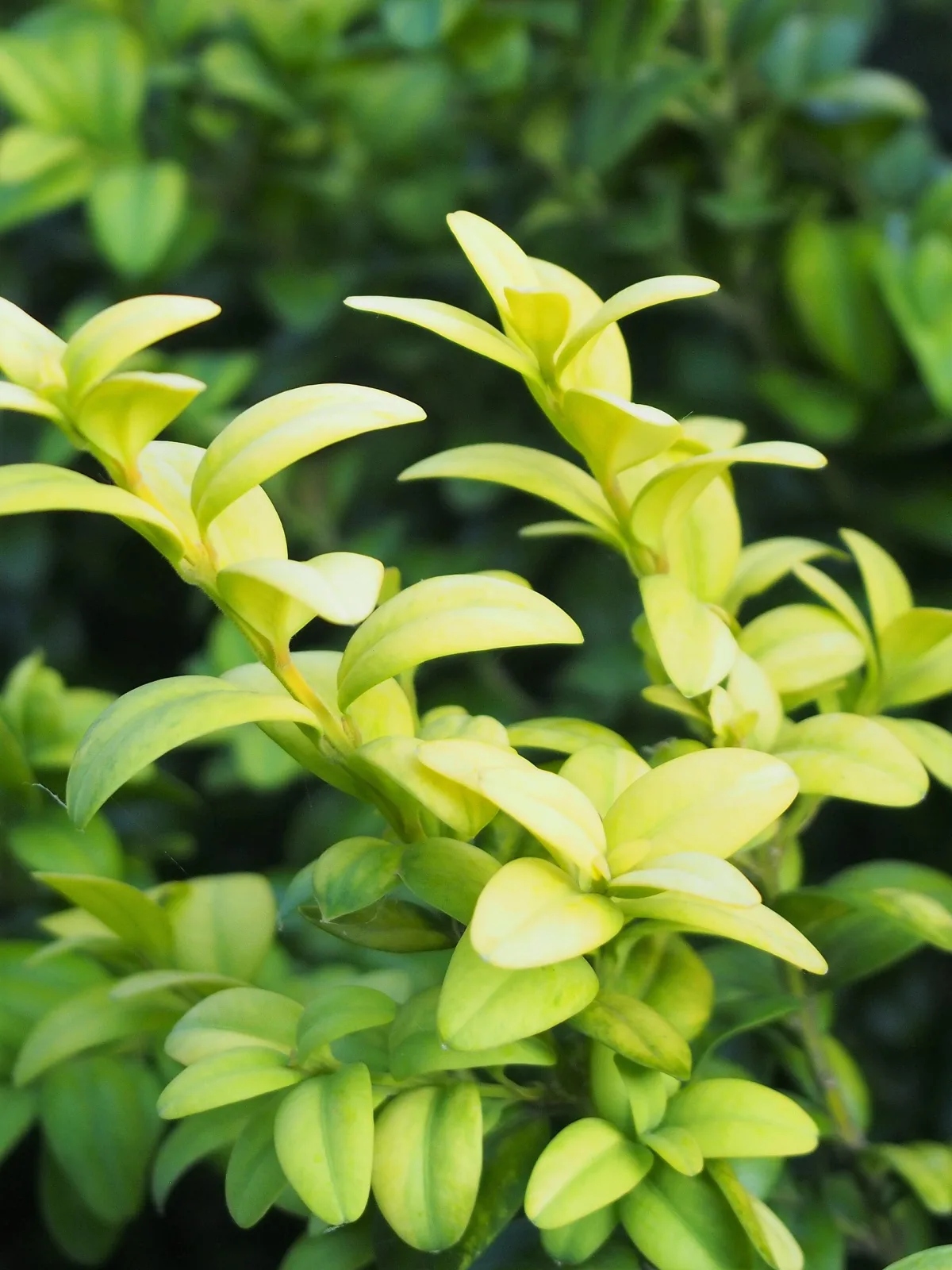 Buxus sempervirens