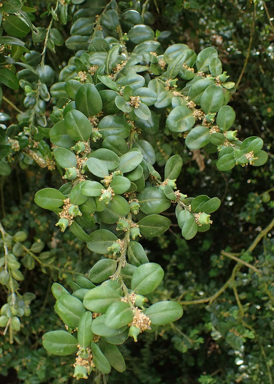 Buxus sempervirens