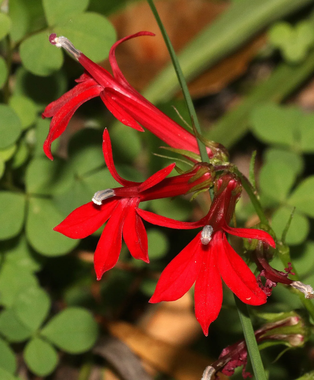 Lobelia cardinalis