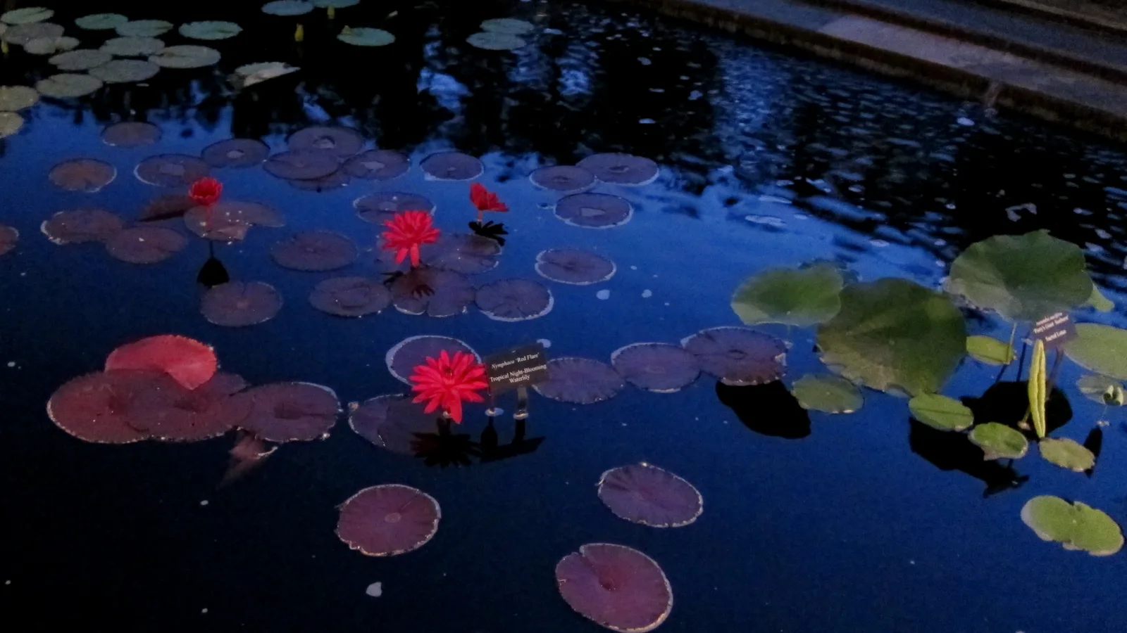 Nymphaea Red Flare