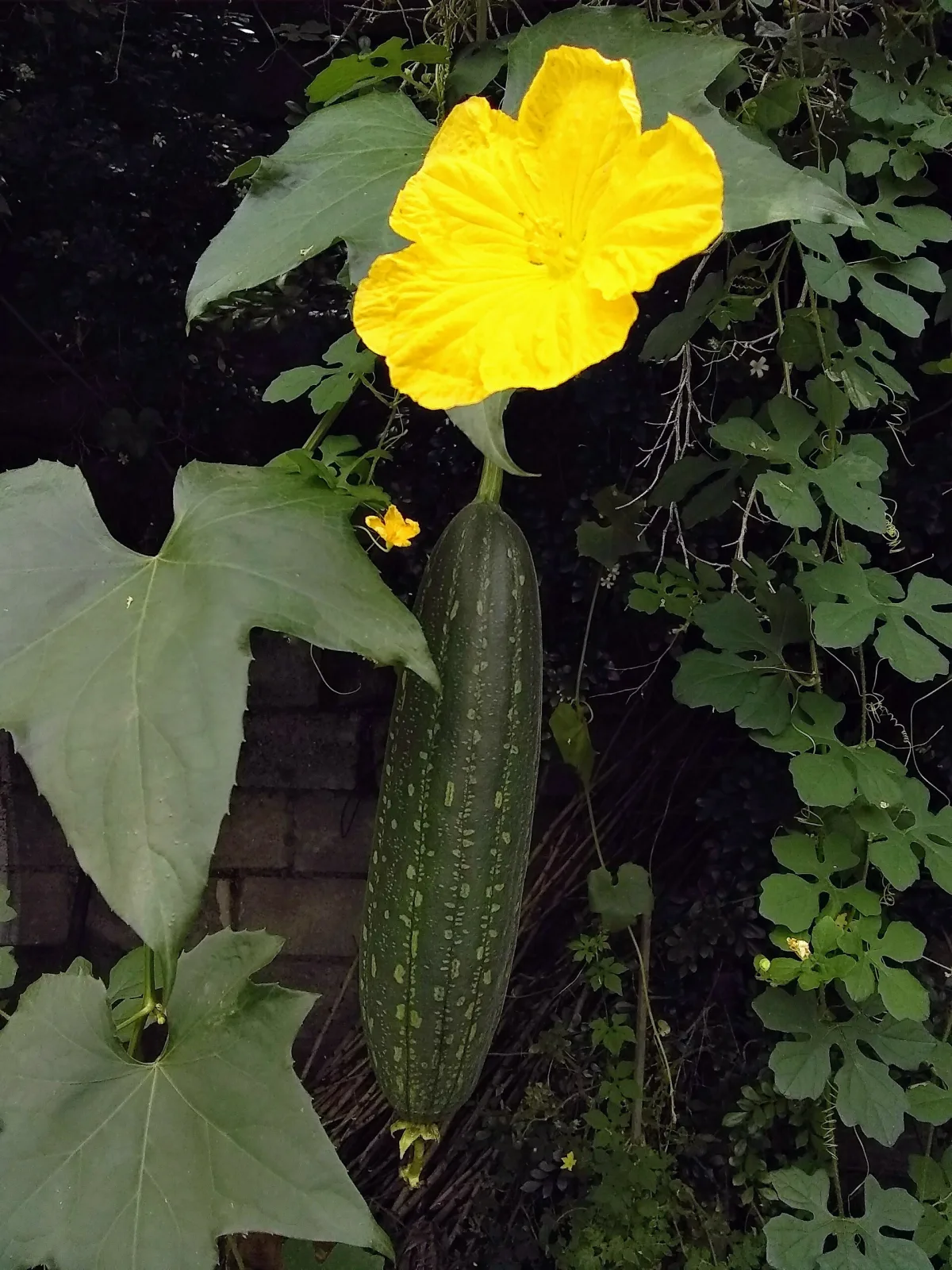 Luffa cylindrica