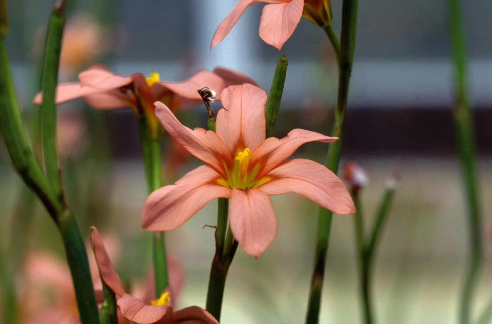 Moraea flaccida