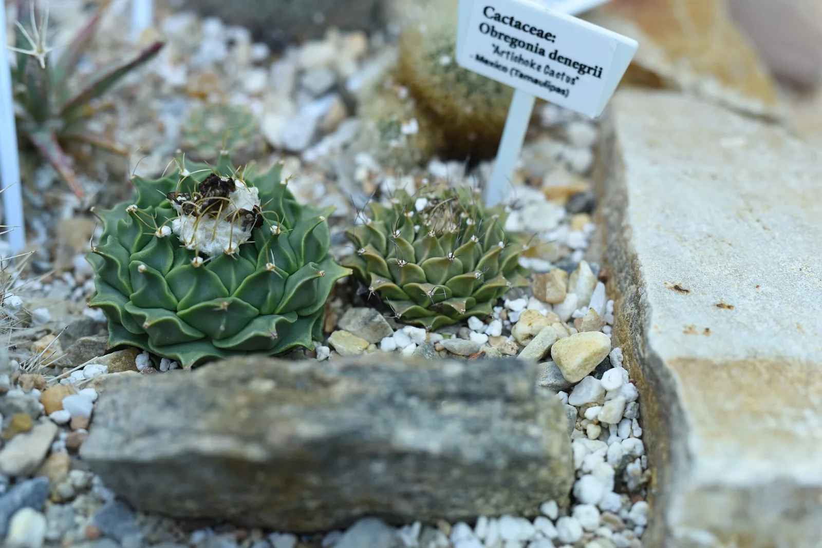 Obregonia denegrii