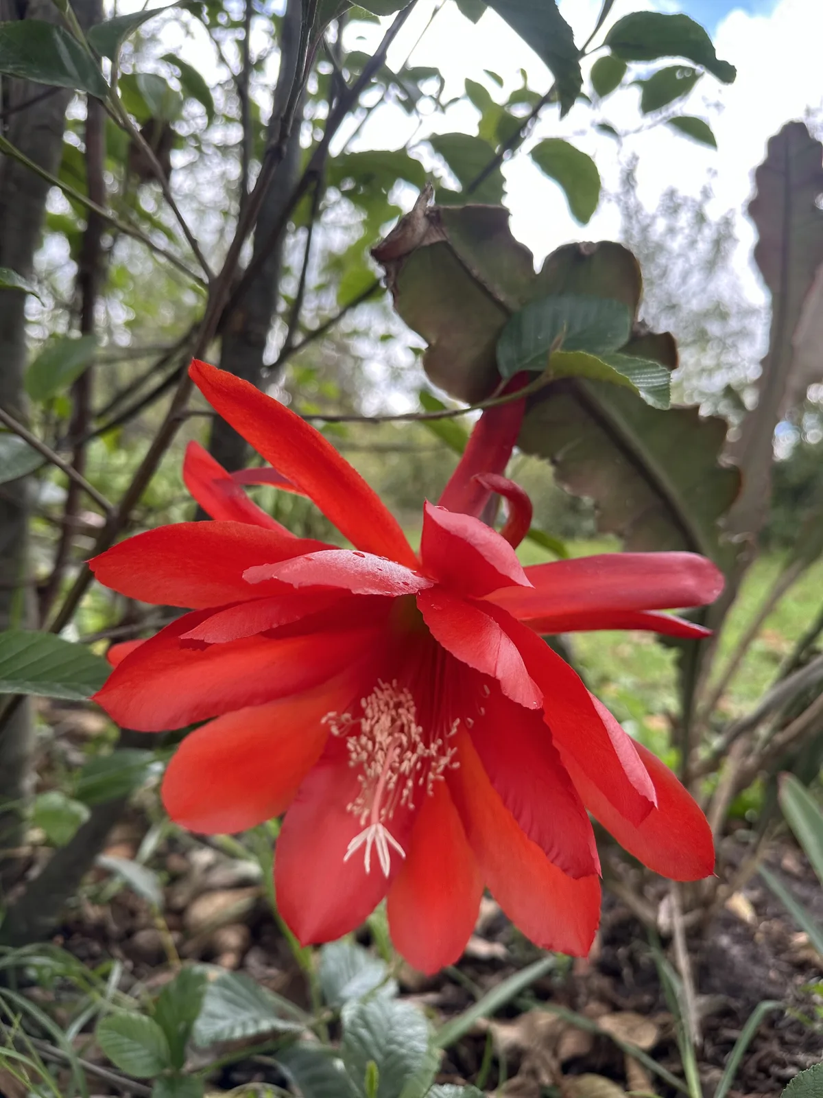 Disocactus ackermannii