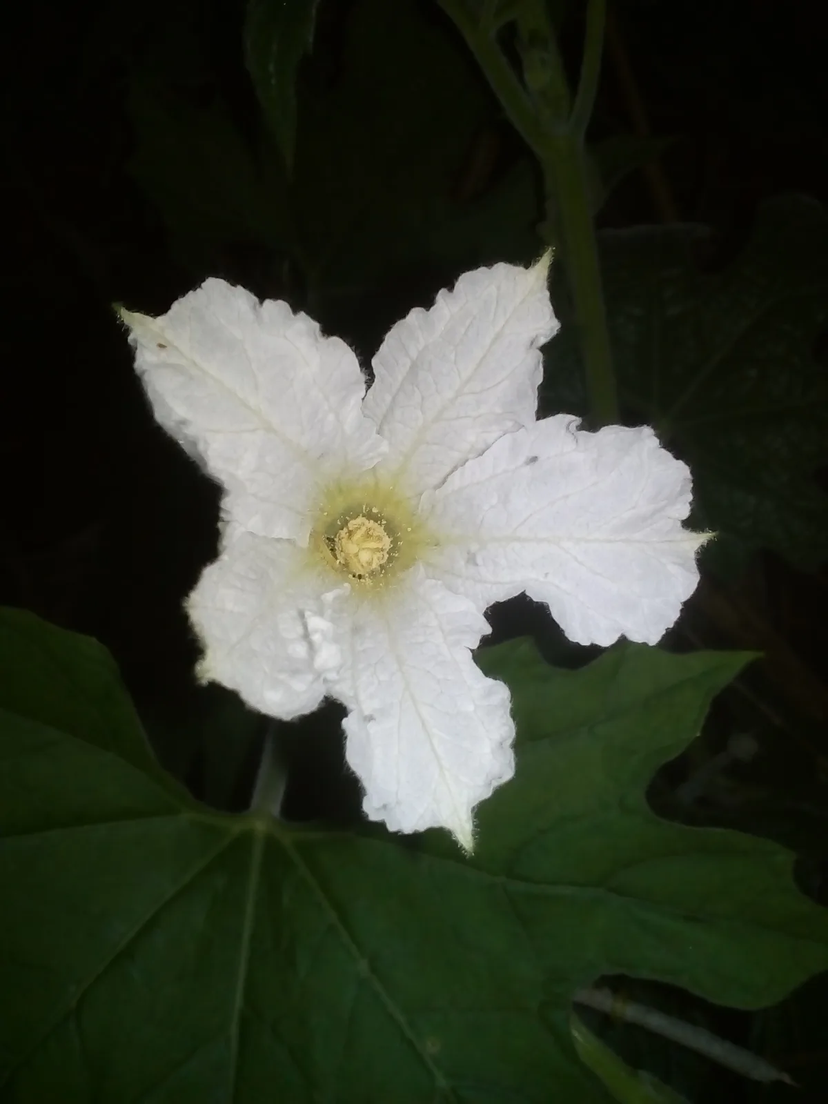 Lagenaria siceraria Calabash 22