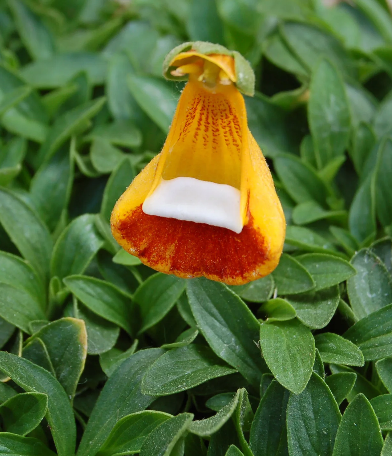 Calceolaria uniflora