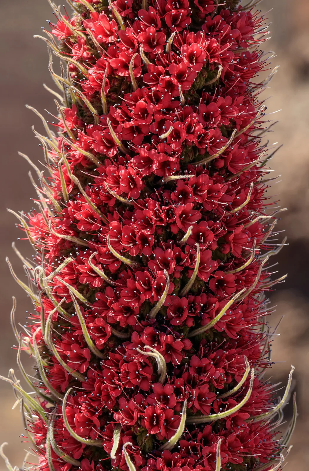 Echium wildpretii