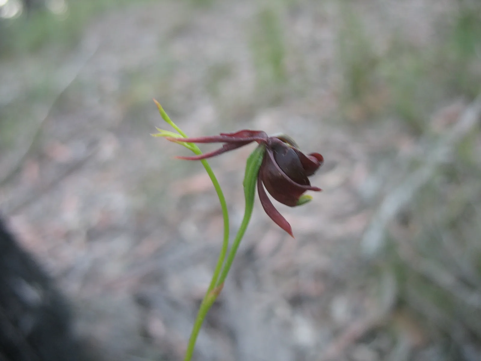 Caleana major flying duck orchid