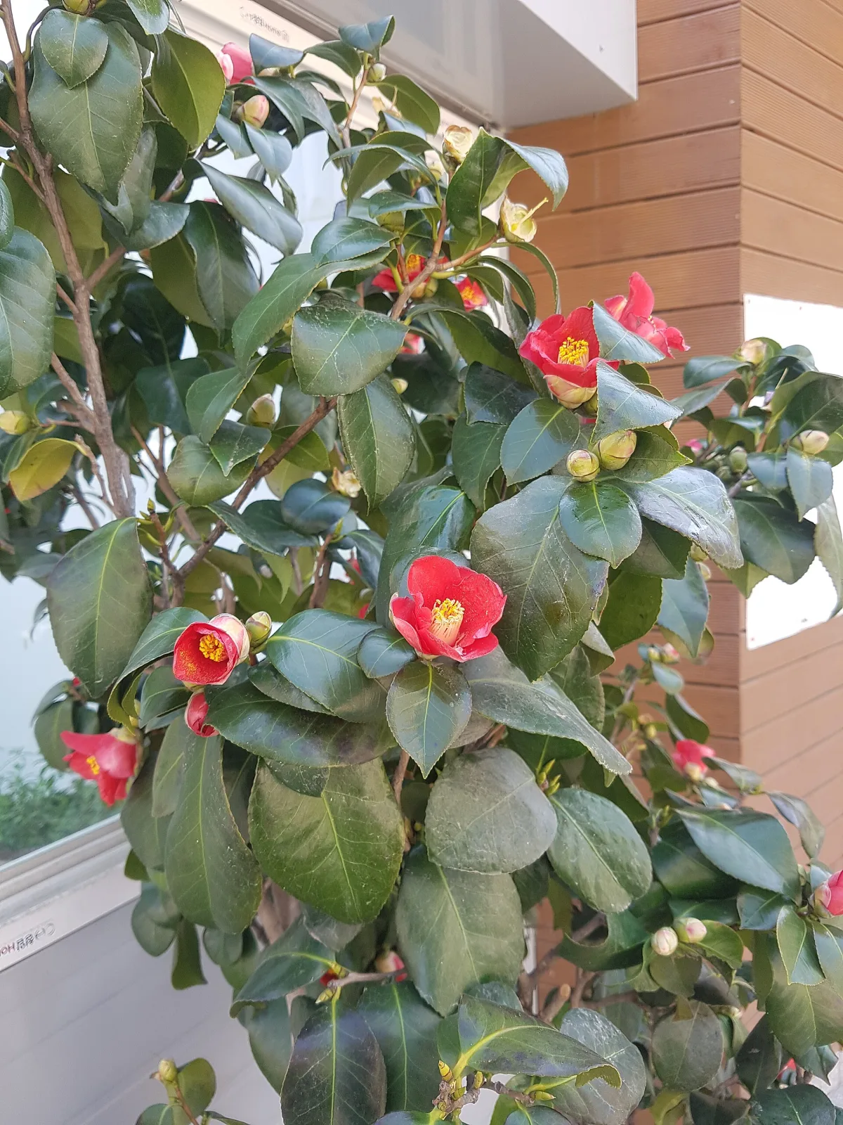 Camellia japonica