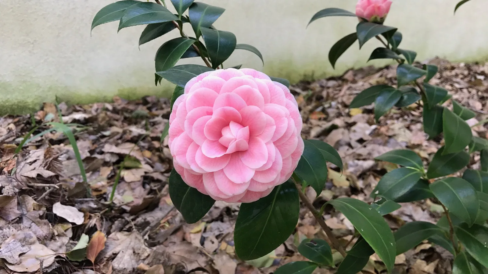 Camellia japonica Pink Perfection