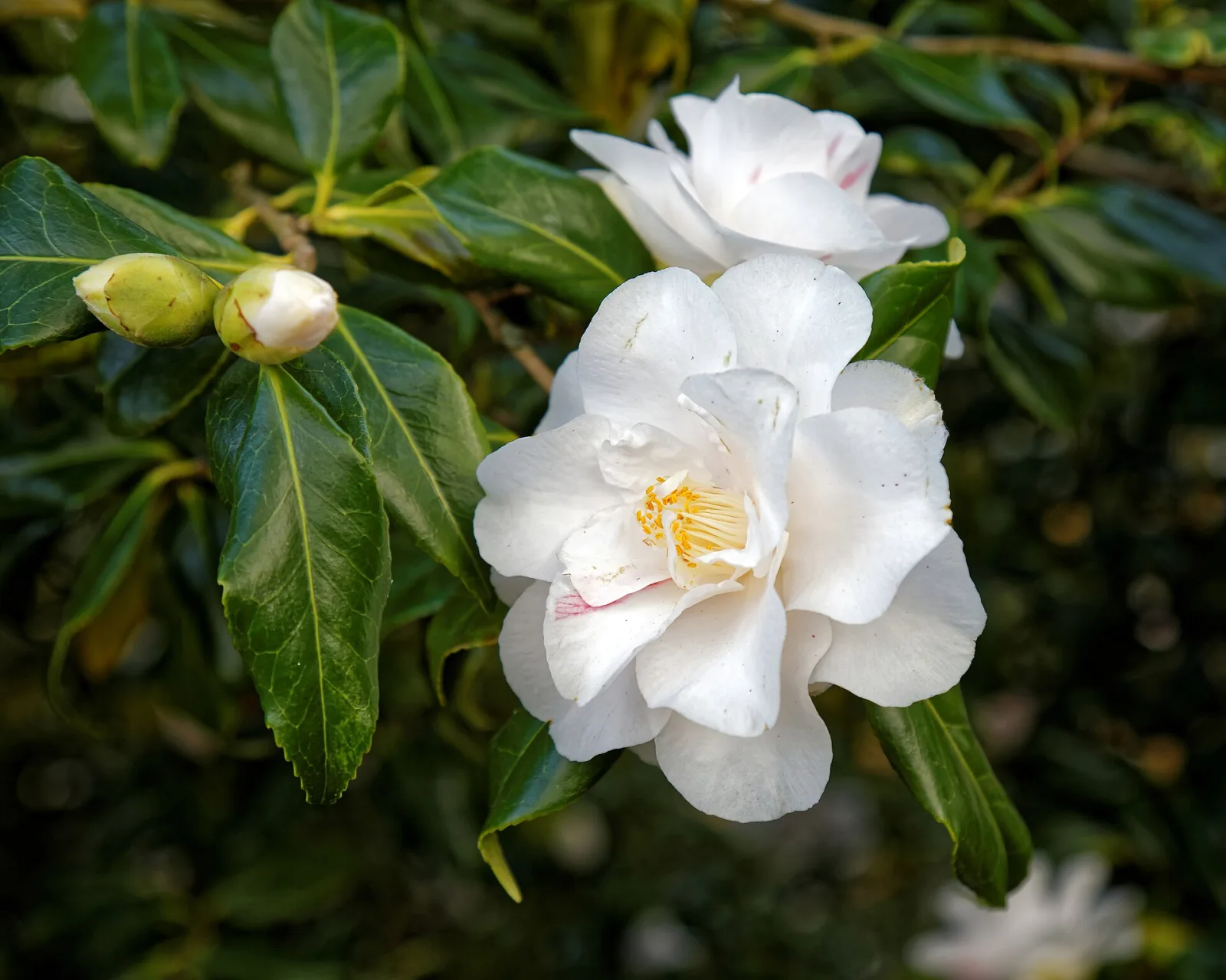 Camellia japonica white