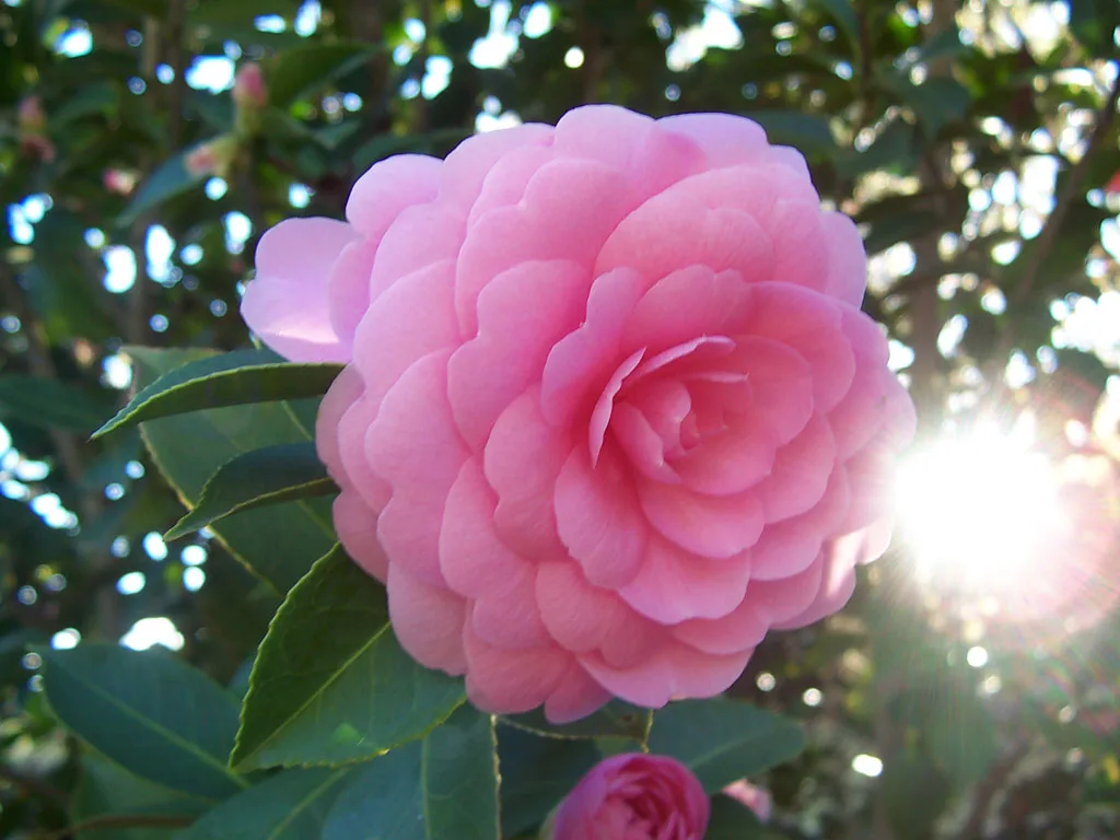 Camellia japonica Pink Perfection