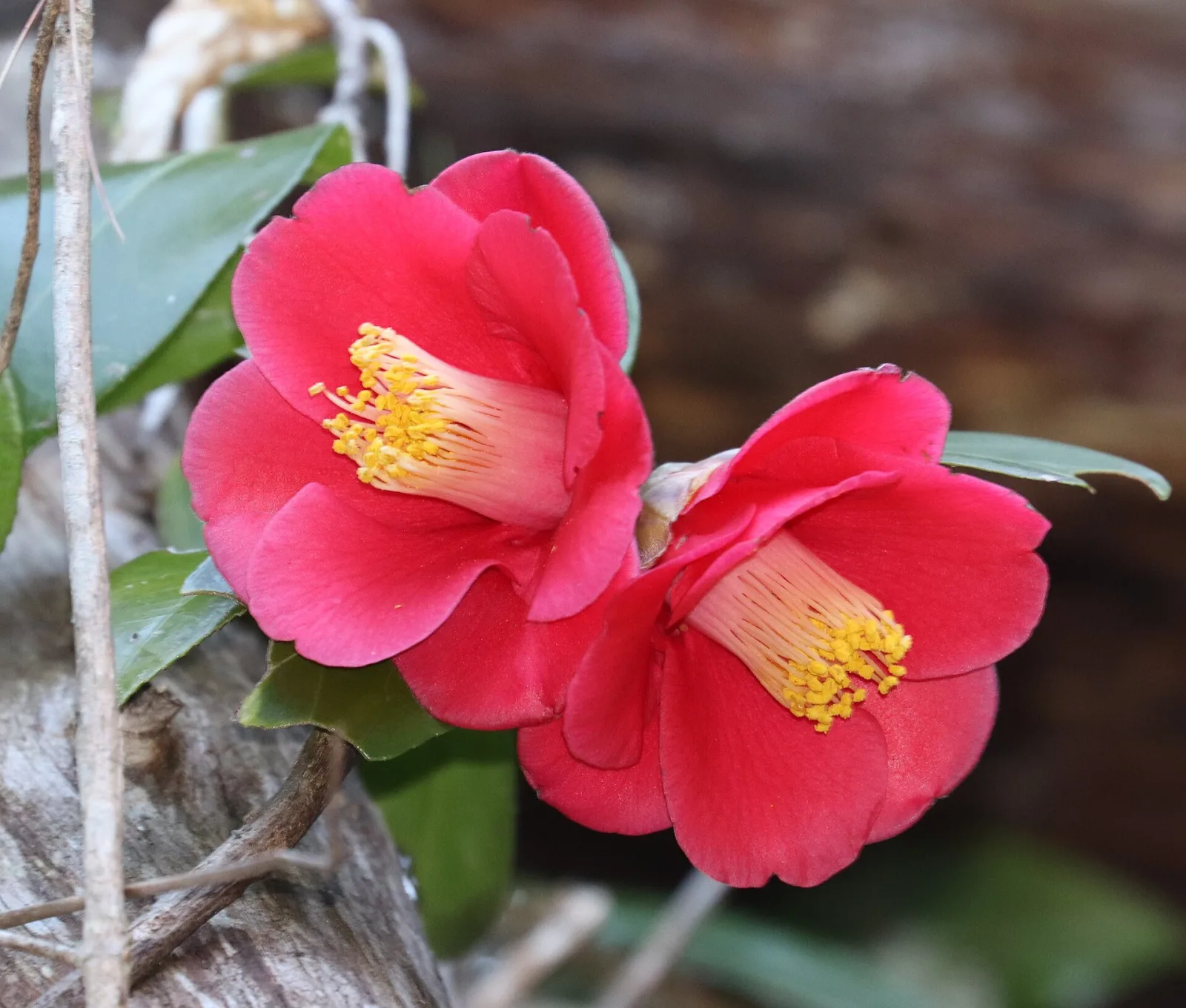 Camellia japonica