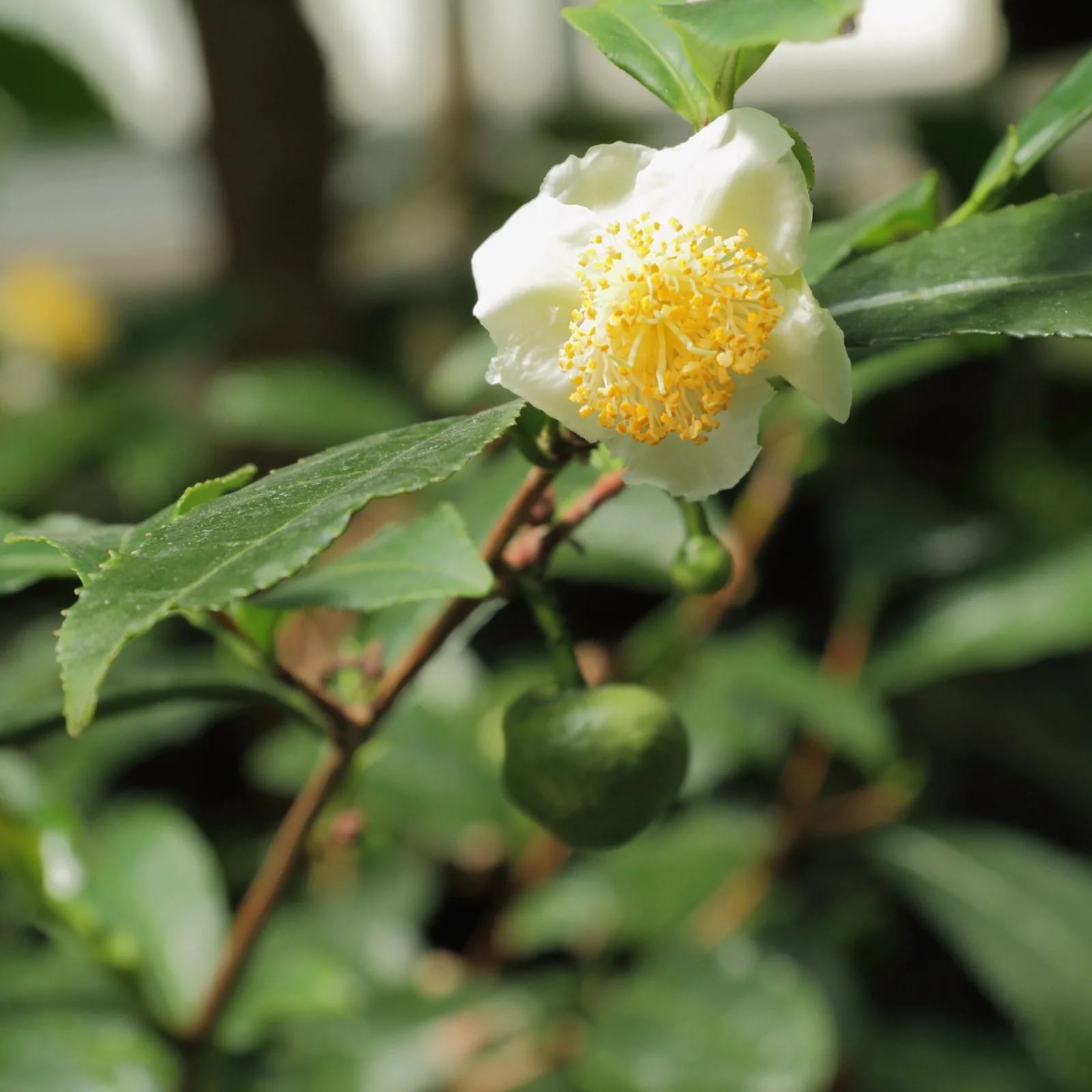 Camellia sinensis