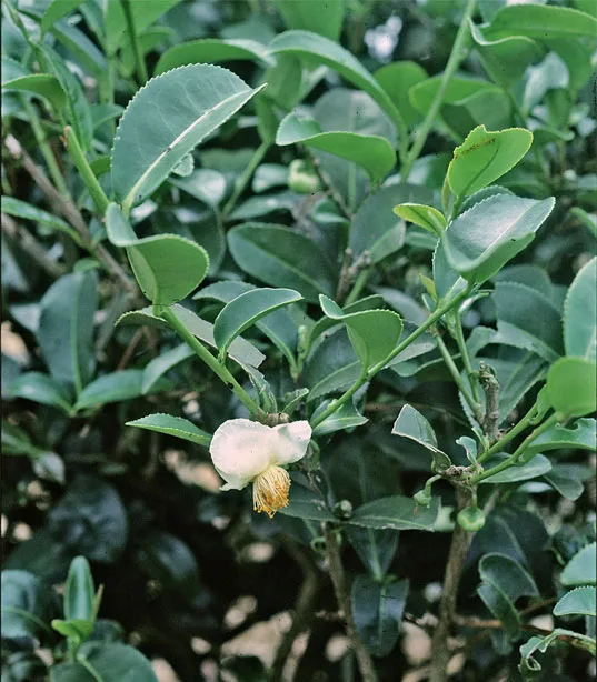 Camellia sinensis
