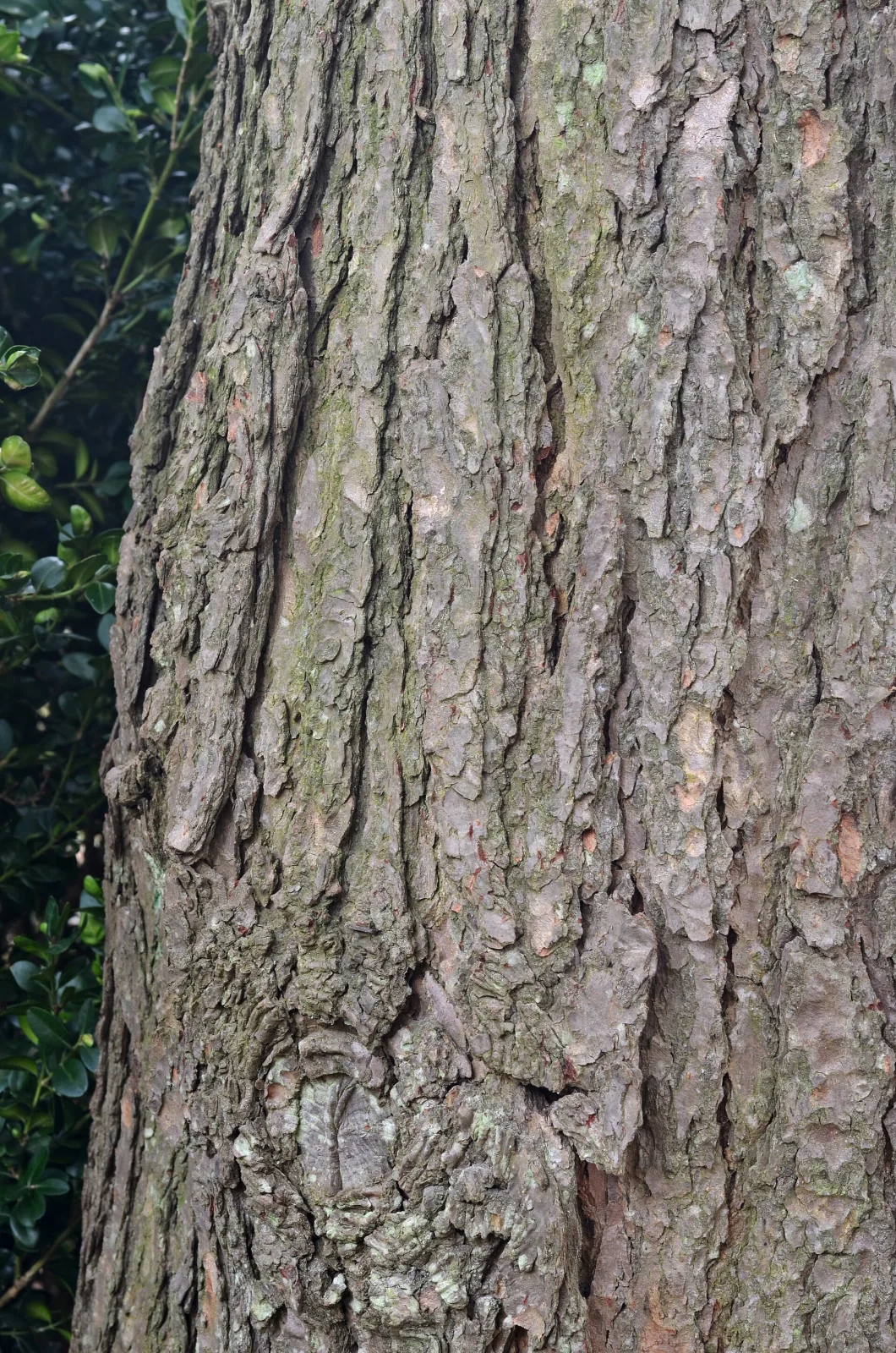 Tsuga canadensis