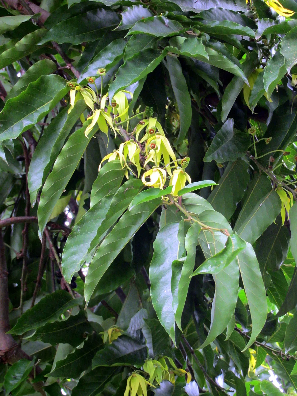 Cananga odorata