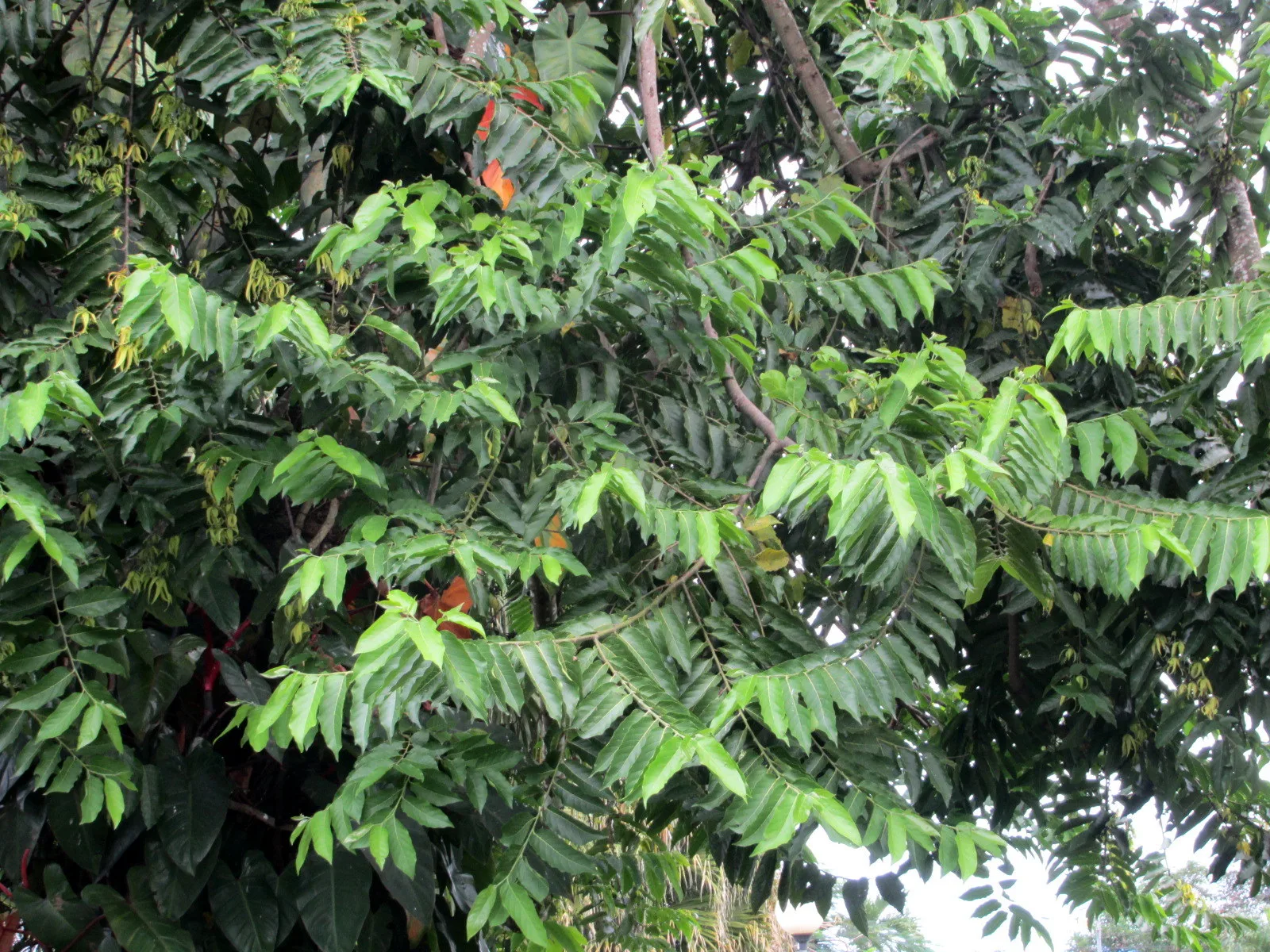 Cananga odorata